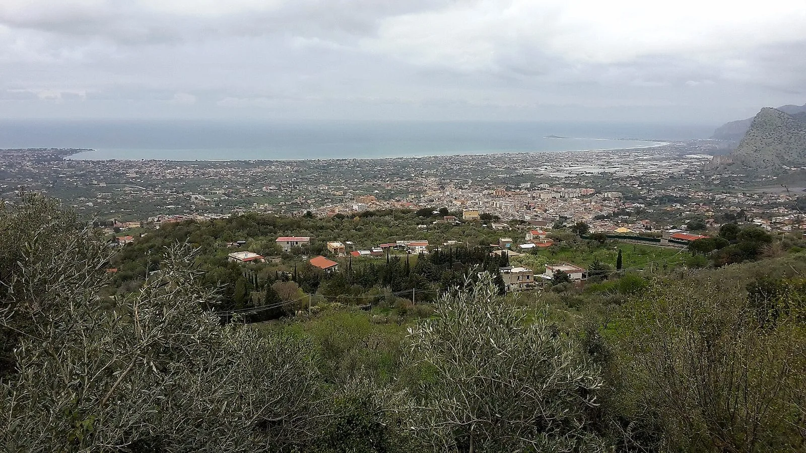 Ulivi in primo piano sulle colline sopra Carini con la piana, il paese e il golfo sullo sfondo
